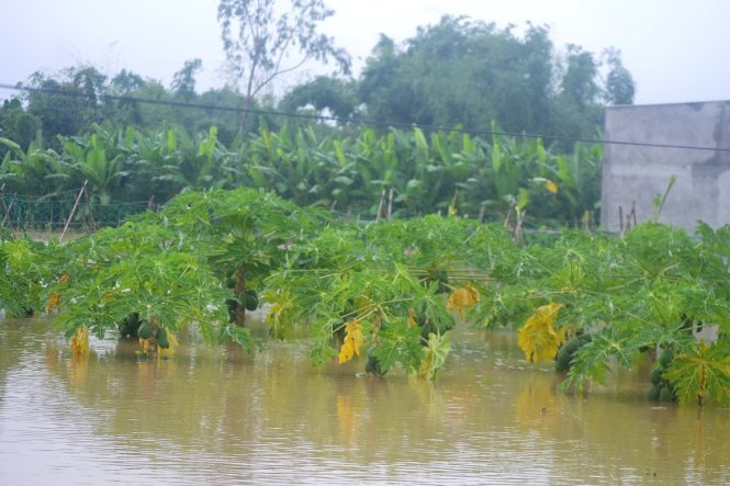 Nước lũ nhấn chìm cánh đồng đu đủ làng rau Bầu Tròn (xã Đại An, huyện Đại Lộc) - Ảnh: LÊ TRUNG