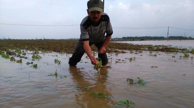 Nhiều diện tích hoa màu mới gieo trồng của người dân xã Đại Cường bị nước lũ nhấn chìm gây hư hỏng - Ảnh: LÊ TRUNG