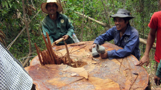 Người dân ở làng Kon Sơ Lăh (huyện Chư Păh, tỉnh Gia Lai) tham gia vây bắt gỗ trái phép khai thác từ rừng giao cho địa phương quản lý - Ảnh: B.D.