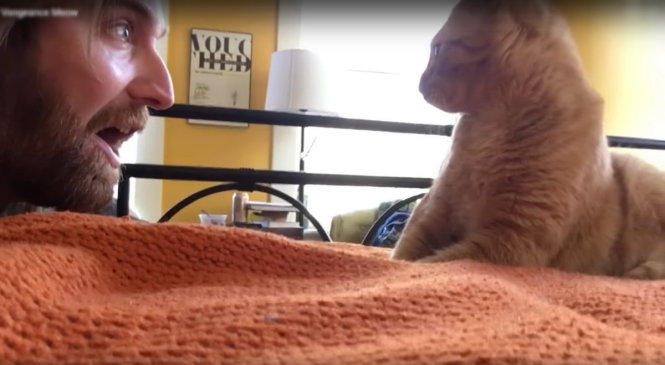 Chú mèo thảng thốt vì bị chủ đánh thức khi đang ngủ - Ảnh chụp từ clip