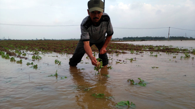 Mưa lũ khiến nhiều diện tích hoa màu của nông dân huyện Đại Lộc, Quảng Nam bị ngập - Ảnh: LÊ TRUNG
