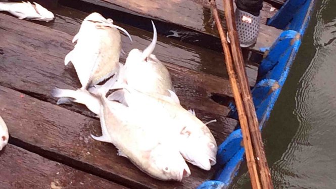 Cá nuôi lồng chết nhiều trên đầm Lăng Cô - Ảnh: CT