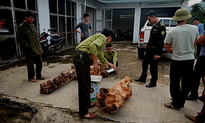 Kiểm lâm Vườn quốc gia Phong Nha - Kẻ Bàng thu giữ gỗ giáng hương - Ảnh Thành Vinh
