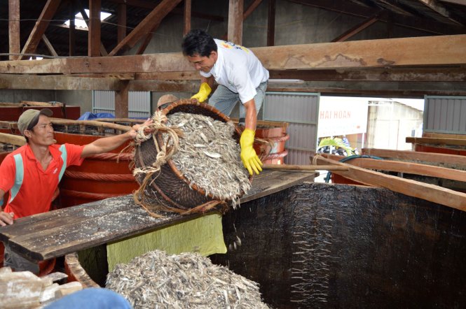 Đổ cá vào thùng chượp ở một nhà thùng tại Phú Quốc - Ảnh: H.TRUNG
