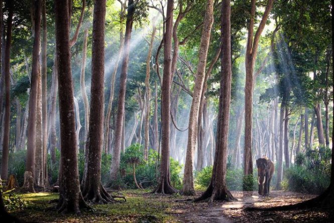 Ấn Độ - một trong những điểm đến yêu thích của du khách và nhiếp ảnh gia. Bức ảnh này được chụp trên quần đảo Andaman. Các khu rừng mưa nhiệt đới trên quần đảo này là nơi sinh sống của khoảng 200 loài cây. 
Con voi trong ảnh được đưa đến Andaman vào những năm 1970 để làm việc cho các công ty khai thác gỗ. Nó và những con voi khác đã làm công việc vận chuyển gỗ trong 30 năm. Khi việc khai thác gỗ bị cấm vào năm 2002, bầy voi không có việc làm. Đây là con voi cuối cùng trong bầy còn sót lại - Ảnh: JODY MACDONALD