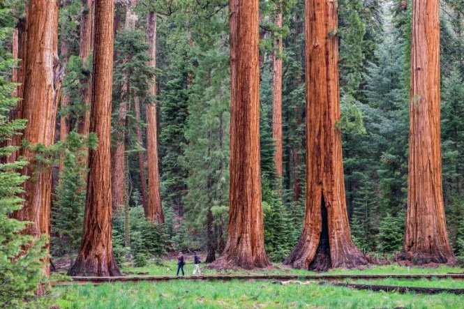 Du khách đi dưới những cây củ tùng khổng lồ ở Công viên quốc gia Sequoia, California - Ảnh: JONATHAN IRISH