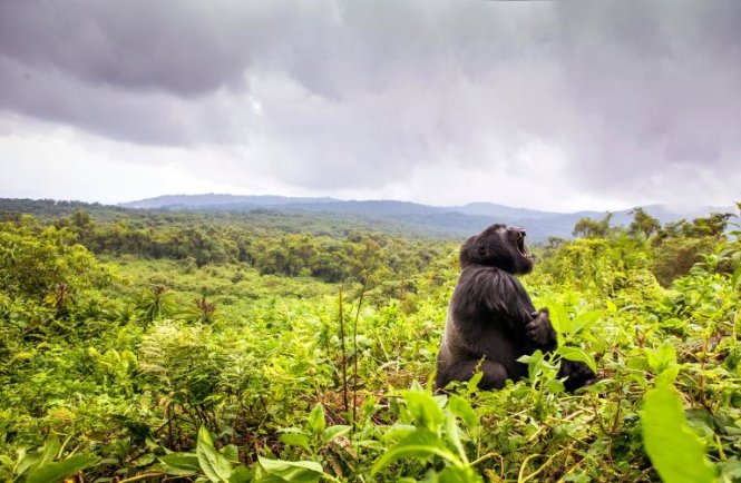 Vua của rừng mưa nhiệt đới - một con khỉ đột lưng bạc, đang “khoe” răng trong Vườn quốc gia Núi lửa của Rwanda - Ảnh: TEAGAN CUNNIFFE