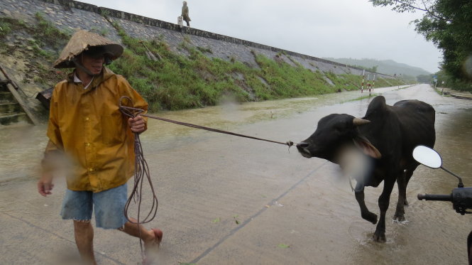 Người dân dắt bò chạy lụt - Ảnh: Mạnh Hoài Nam