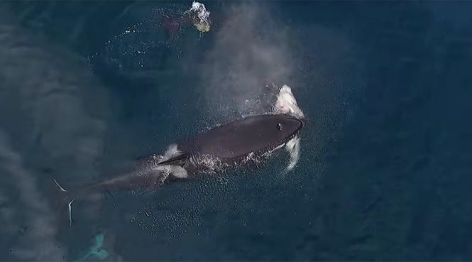 Con cá mập bị cá voi sát thủ ngậm trong miệng - Ảnh chụp từ clip