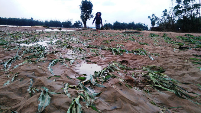 Hoa màu của nông dân huyện Đại Lộc bị nước lũ gây hư hỏng - Ảnh: LÊ TRUNG