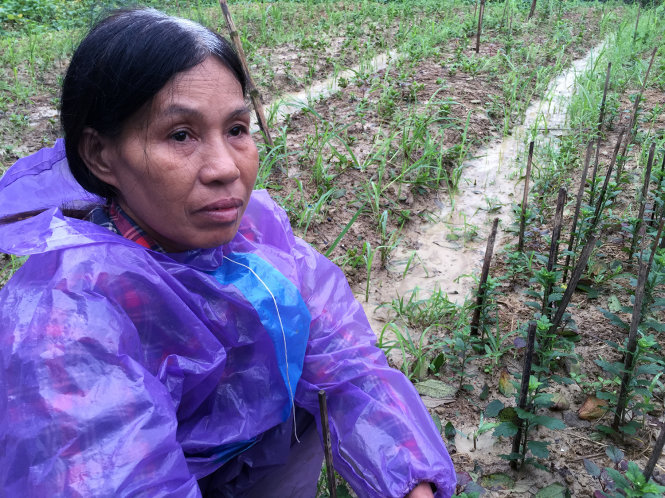 Bà Phan Thị An (thôn Vọng Trì Tây, Phú Mậu, Phú Vang, Thừa Thiên - Huế) bên vườn 4.000 cây hoa cúc đang chết do ngâm lâu trong lũ - Ảnh: THÁI LỘC