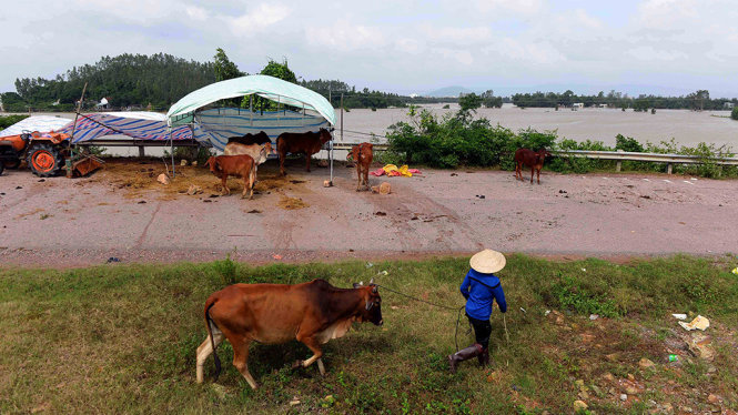 Nhiều hộ chăn nuôi bò tại Thị xã An Nhơn phải dẫn bò ra đường quốc lộ tránh nước - Ảnh: HỮU KHOA