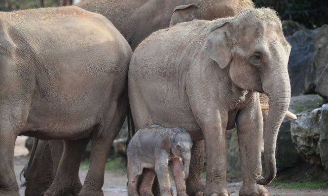 Voi con vừa ra đời là con voi thứ 19 được sinh tại vườn thú Chester trong lịch sử 85 năm hoạt động của vườn thú này, với sự ra đời của con voi này, đàn voi hiếm châu Á của vườn thú đã tăng lên 7 con - Ảnh: PA