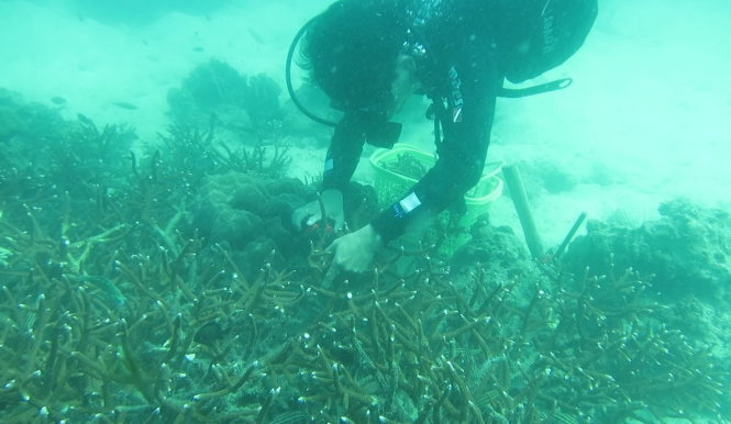 Chiết nhành san hô giống từ rạn san hô gốc để đưa vào vườn ươm - Ảnh: Khu bảo tồn biển Phú Quốc