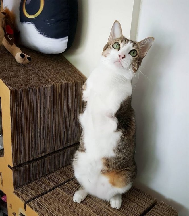 Ảnh mèo đứng 2 chân: Bạn có yêu động vật như chúng tôi không? Hãy xem ảnh này, chú mèo đang đứng bằng 2 chân và cực kỳ dễ thương đấy!