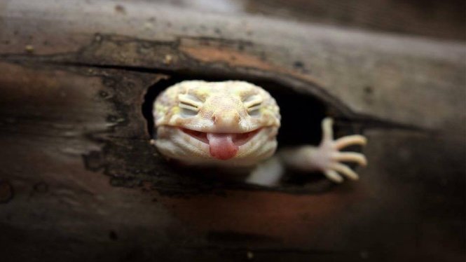 Ếch mỉm cười: Hình ảnh của chú ếch mỉm cười sẽ làm bạn cảm thấy đầy niềm vui và hạnh phúc. Chúng là những con vật tinh nghịch và đáng yêu, luôn khiến cho mọi người cảm thấy thư giãn và vui vẻ.