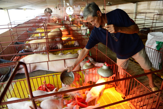 Ông Trần Văn Tâm - một hộ chăn nuôi heo tại ấp Phú Trung, xã An Phú, huyện Củ Chi, TP.HCM - Ảnh: QUANG ĐỊNH