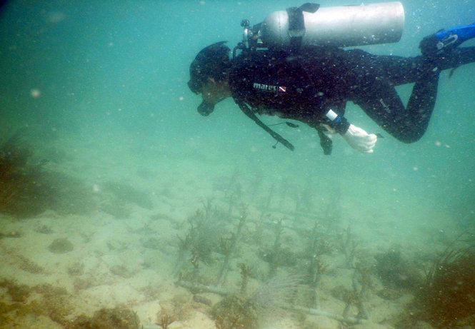 Nhân viên khu bảo tồn biển Phú Quốc kiểm tra vườn ươm san hô dưới đáy biển - Ảnh: HỮU KHOA