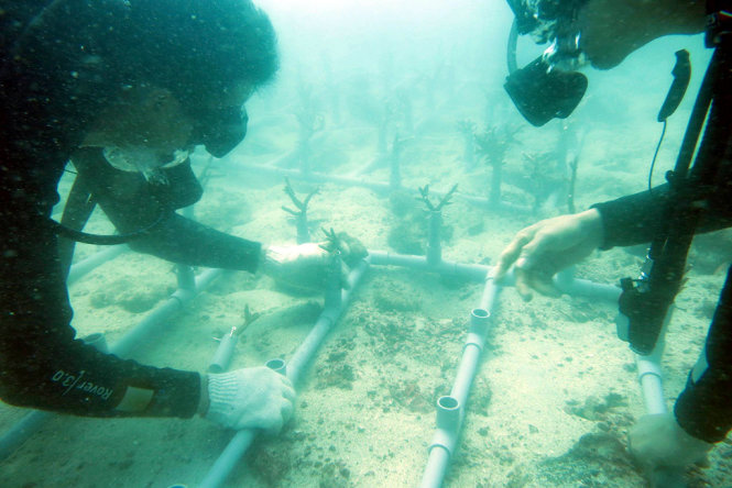Giá thể để cấy san hô là những ống nhựa PVC được hàn thành những khung vỉ rộng khoảng 3m2, trên đó gắn sẵn những đoạn ống cao khoảng 12cm, cách nhau 40cm để đón những nhành san hô cấy vào - Ảnh: HỮU KHOA