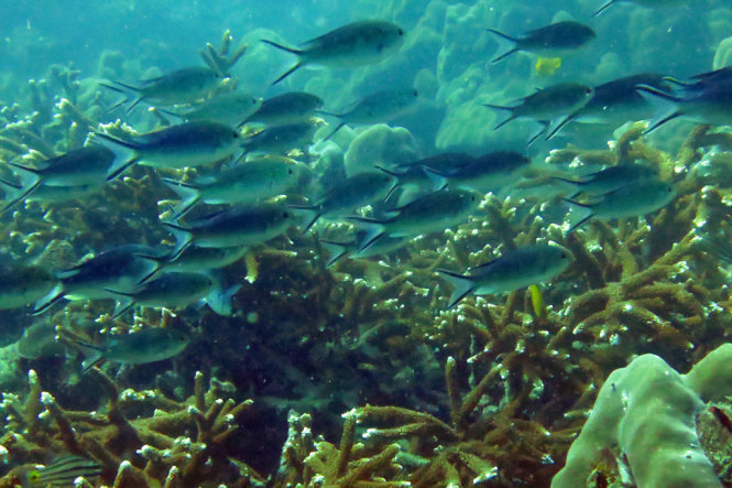 San hô phát triển mạnh khiến nhiều là nơi trú ngụ của nhiều loài cá sinh sôi phát triển - Ảnh: HỮU KHOA