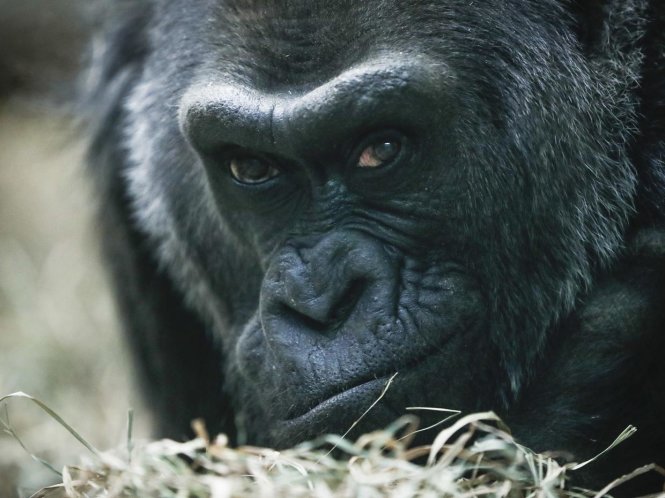 Khỉ đột Colo năm nay 60 tuổi, cao gần gấp đôi tuổi thọ trung bình của loài khỉ đột - Ảnh: AP