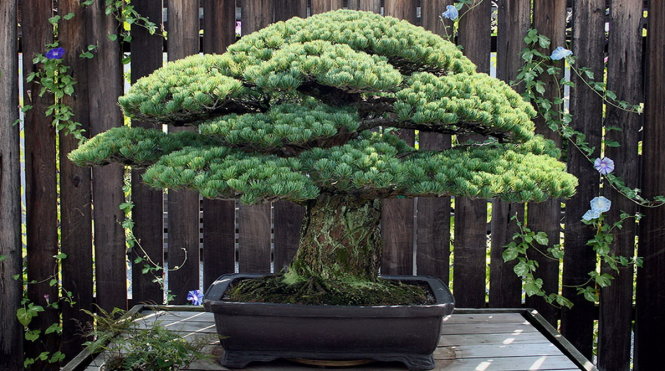 Cây bonsai sống sót trong trận bom nguyên tử năm 1945 - Ảnh: Vườn ươm quốc gia Mỹ
