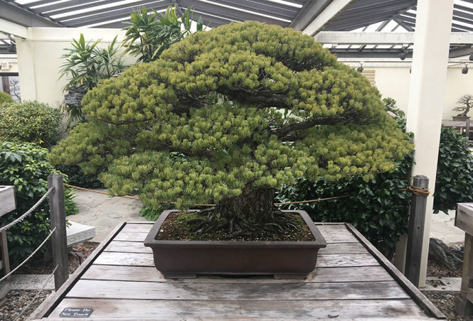 Trải qua gần 400 năm, cây bonsai vẫn sinh trưởng tốt - Ảnh: ArkadiusBear