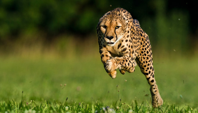 Một con báo Cheetah 