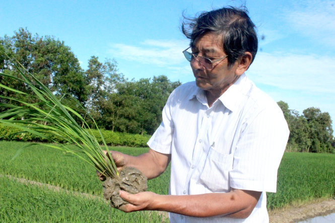 Anh hùng lao động Hồ Quang Cua kiểm tra giống lúa tại khu sản xuất giống của gia đình tại Mỹ Xuyên, Sóc Trăng - Ảnh: TIẾN TRÌNH