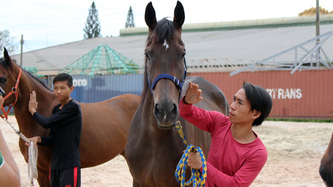 Các nài ngựa tại trường đua chăm sóc ngựa chuẩn bị cho khai trương trường đua Đại Nam - Ảnh: BÁ SƠN