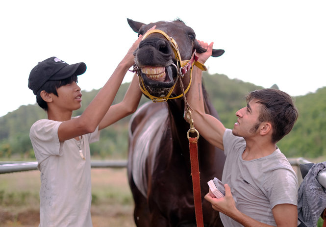 Chuyên gia ngựa đua người Malaysia (phải) và nhân viên Việt Nam chăm sóc ngựa của trường đua Thiên Mã - Ảnh: MAI VINH
