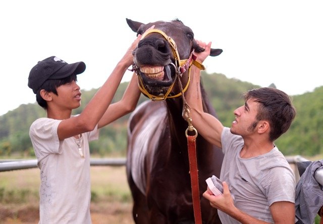 Chuyên gia người Malaysia (phải) và nhân viên VN chăm sóc ngựa tại một dự án đua ngựa đang nằm chờ... quy định. Ảnh: Mai Vinh