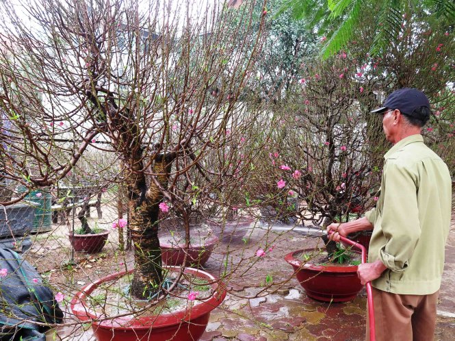 Chủ vườn đào Nguyễn Chiến phun nước giữ ấm cho đào thế - Ảnh: Quang Thế