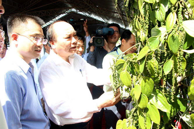 Thủ tướng thăm mô hình trồng tiêu tại Trung tâm nông nghiệp công nghệ cao tỉnh Bình Phước  - Ảnh: BÙI LIÊM