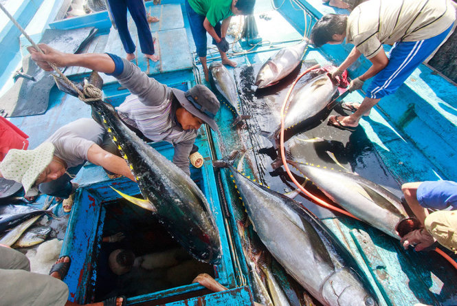 Ngư dân vận chuyển cá ngừ đại dương lên bờ để sơ chế tại cảng Hòn Rớ, phường Phước Đồng, TP Nha Trang, tỉnh Khánh Hòa Ảnh: TIẾN THÀNH