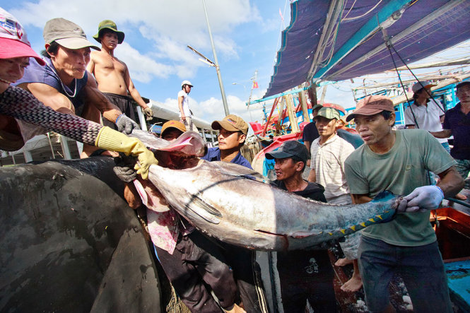 Ngư dân vận chuyển cá ngừ đại dương lên bờ để sơ chế tại cảng Hòn Rớ, phường Phước Đồng, TP Nha Trang, tỉnh Khánh Hòa - Ảnh: TIẾN THÀNH