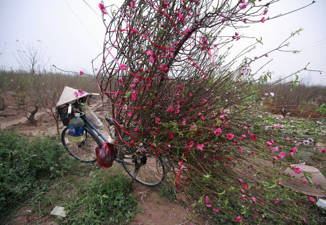 Một chiếc xe đạp chở đào cành được người dân buộc lại chuẩn bị đưa ra chợ - Ảnh: NAM TRẦN