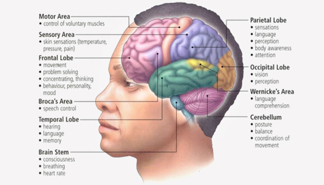 Não người là bộ phận rắc rối và vẫn còn rất nhiều bí ẩn - Ảnh: humanbrainfacts