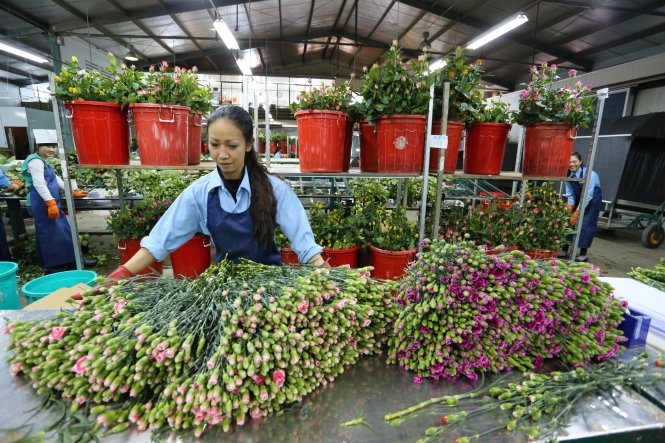 Hoa được xử lý tại một nông trại lớn của Đà Lạt. Ảnh: MAI VINH