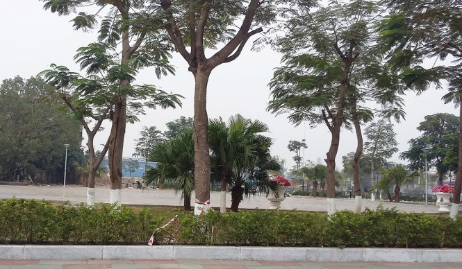 Công viên cây xanh Tam Bạc, nơi hai cây long não bị chặt hạ - Ảnh: Tiến Thắng