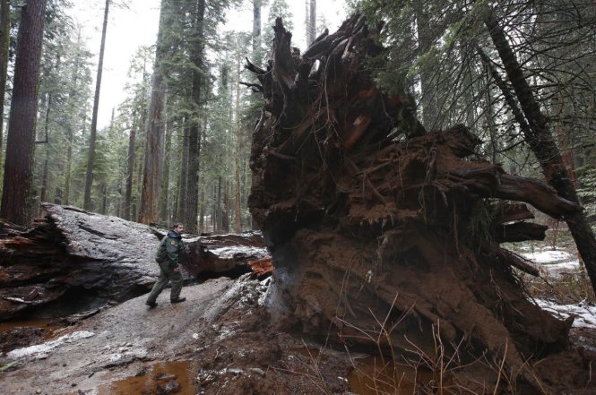 Cây cổ thụ ngàn năm ở California bị ngã đổ sau bão - Ảnh: AP