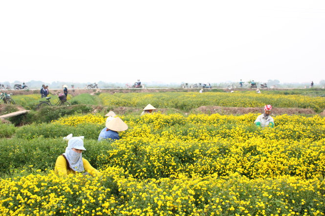 Đến thôn Nghĩa Trai những ngày này, thấp thoáng nón lá của những người phụ nữ hái hoa thuê lọt thỏm trước màu vàng rực của hoa trên các cánh đồng. Ảnh: Hà Thanh