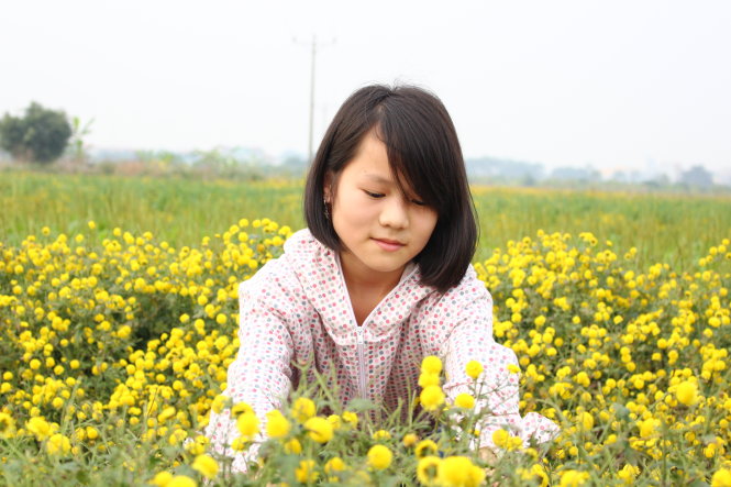 Giữa cánh đồng hoa cúc bạt ngàn ở Hưng Yên. Ảnh: Hà Thanh