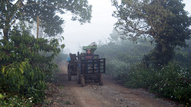 Chiếc xe máy cày chở máy bóc tách vỏ hạt cà phê chạy trong sương sớm