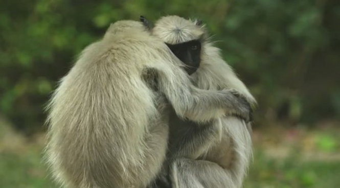 Hai con khỉ ôm nhau khi chứng kiến 'cái chết' của con khỉ robot - Ảnh chụp từ clip