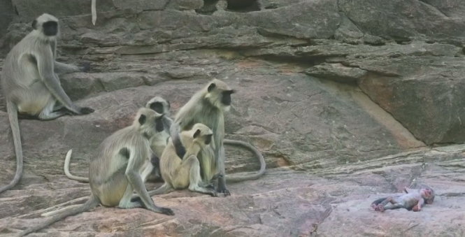 Bầy khỉ lặng nhìn con khỉ robot đã 'chết' - Ảnh chụp từ clip