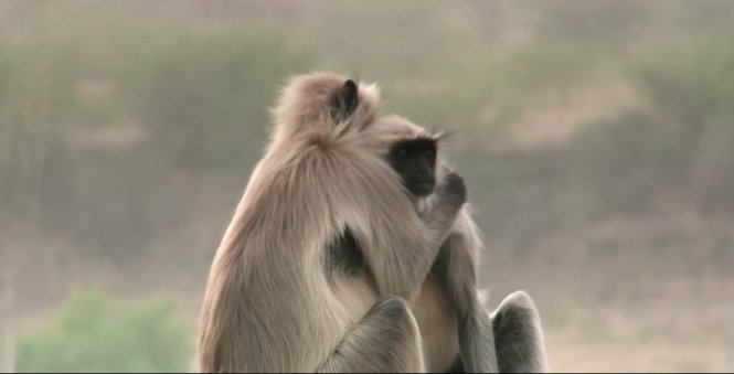 Bầy khỉ ôm nhau đầy động lực và niềm tin vào cộng đồng, khiến bạn cảm thấy thiết tha và hy vọng về tình đồng đội.