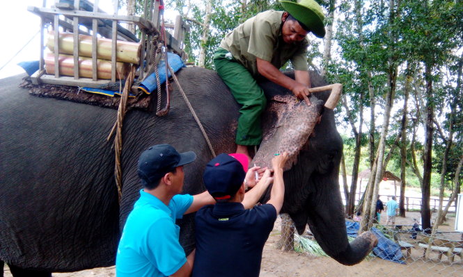 Bác sỹ thú y Trung tâm Bảo tồn voi Đắk Lắk lấy mẫu máu đánh giá khả năng sinh sản cho voi nhà. Đây là hoạt động khởi đầu cho chuỗi hành động đem lại phúc lợi cho voi được Trung tâm Bảo tồn voi Đắk Lắk triển khai nhằm cứu những con voi cuối cùng của Đắk Lắk - Ảnh: B.D