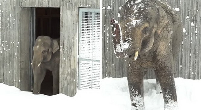 Con voi tên Samudra hào hứng chơi tuyết - Ảnh chụp từ clip