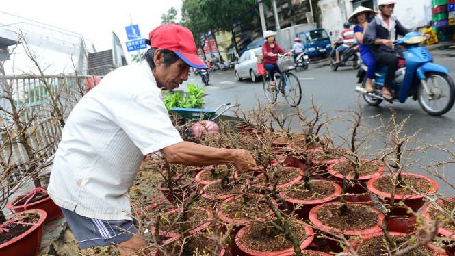 Ông Huỳnh Thiện Hoàng (Bến Tre) bán mai ở Bến Bình Đông, Q.8, TP.HCM ngắt bỏ hoa nở sớm do bị mưa - Ảnh: Quang Định